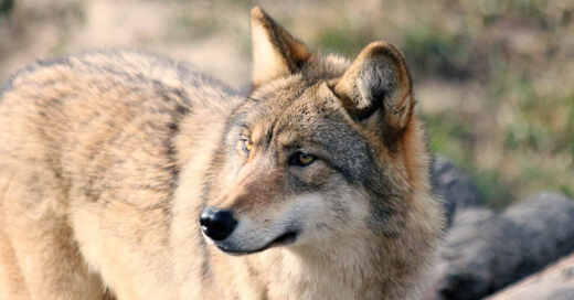 Wolf, Wölfe, Fell, Rudel, Raubtier, Wildtier, Tierpark, Tiergehege, © Pixabay (Symbolbild)