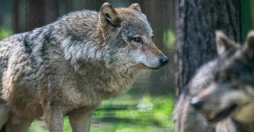 Wolfsrudel, Wölfe, Wolf, Tierpark, Tiergehege, © Pixabay (Symbolbild)