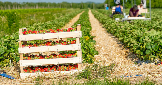 Erdbeerernte, Erdbeeren, Saisonarbeiter, Erntehelfer, © Obstgroßmarkt Mittelbaden (Symbolbild)