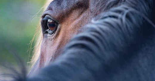 Pferd, Mähne, Auge, Tiere, © Pixabay (Symbolbild)