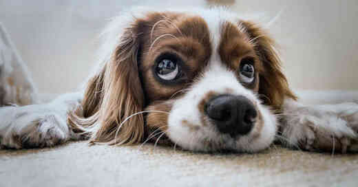 Haustier, Hund, © Pixabay (Symbolbild)