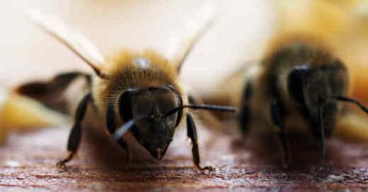 Bienen, Imker, Honig, Insektensterben, Insektenschutz, © Sören Stache - dpa-Zentralbild / dpa (Symbolbild)
