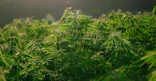 Hanf, Cannabis, Marihuana, Plantage, Drogen, © Pixabay (Symbolbild)