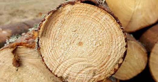 Holz, Baumstamm, Wald, Forst, Forstarbeiten, Sägewerk, © Pixabay (Symbolbild)