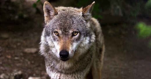 Wolf, Tier, Rüde, Raubtier, Wolfshund, Schwarzwald, © Pixabay (Symbolbild)