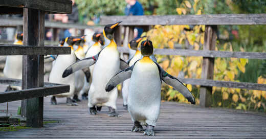 Zoo, Basel, Schweiz, Pinguine, Königspinguine, Spaziergang, Tiere, © Zoo Basel (Archivbild)