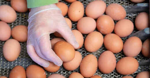 Hühnereier, Hühnerei, Ei, Eier, Bodenhaltung, Lebensmittel, Handschuhe, Fließband, © Sebastian Kahnert - dpa-Zentralbild