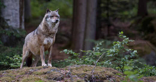 Wolf, Wild, Wildtier, Wald, Schwarzwald, Rüde, © Pixabay (Symbolbild)