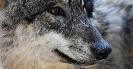 Wolf, Raubtier, Wald, Schwarzwald, Wildtier, Wild, © Pixabay (Symbolbild)