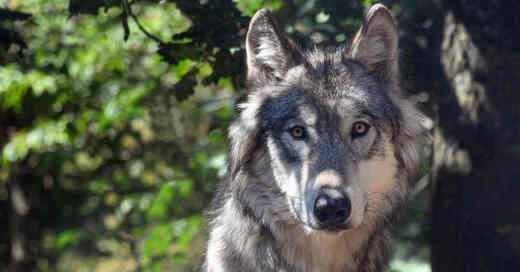 Wolf, Raubtier, Wald, Schwarzwald, Wildtier, Wild, © Pixabay (Symbolbild)
