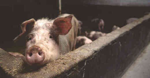 Schwein, Schweinestall, Schweinezucht, Hausschwein, Bauernhof, Landwirtschaft, Viehhaltung, © Pixabay (Symbolbild)