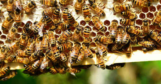 Bienen, Bienenschwarm, Bienenvolk, Honigbienen, Honig, Waben, Insekten, © Pixabay (Symbolbild)