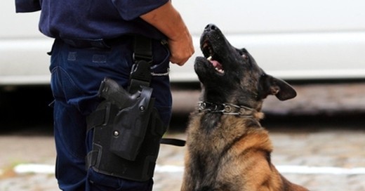 Bundespolizei, Diensthund, Hundestaffel, © Jens Wolf - dpa