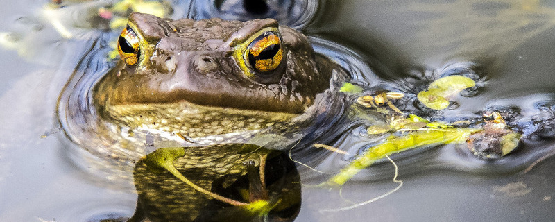 Erdkröte, See, Wasser, © Pixabay (Symbolbild)