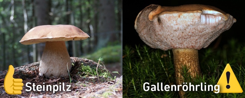 Pilze, Giftpilz, Schwarzwald,, © Pixabay (Symbolbild)