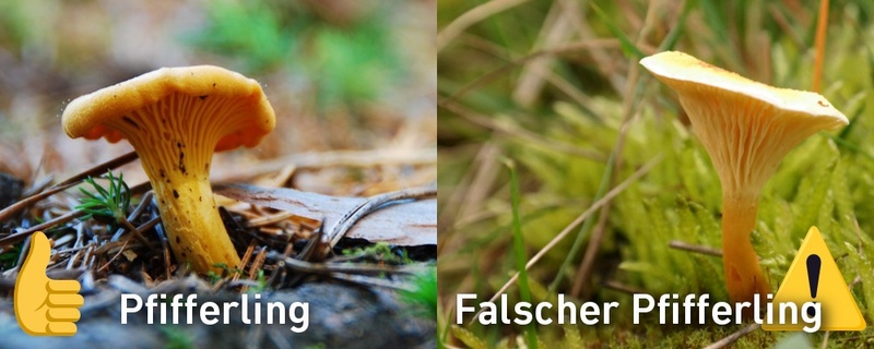 Pilze, Giftpilz, Schwarzwald,, © Pixabay (Symbolbild)