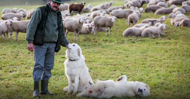 Herdenhund, Schafe, Hirte, Weide, © Christoph Schmidt - dpa