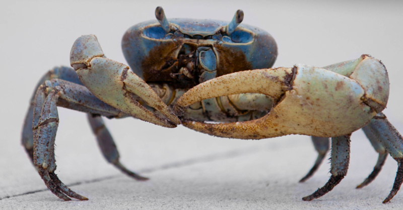 Krabbe, Messer, Gangster Crab, © Wikimedia/Alex Barabas