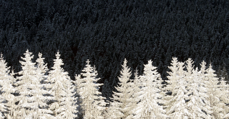 Schwarzwald, Winter, Natur, © Patrick Seeger - dpa
