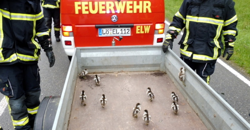 Feuerwehr, Schopfheim, Gänse, © Polizeipräsidium Freiburg