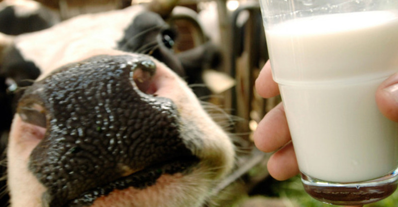 Milch, Kuh, Milchpreis, © Bernd Schölzchen - dpa