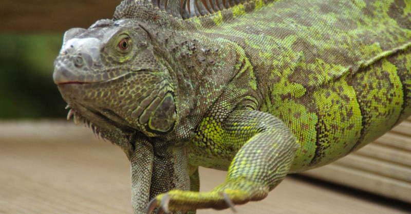 Leguan, Reptil, © Pixabay