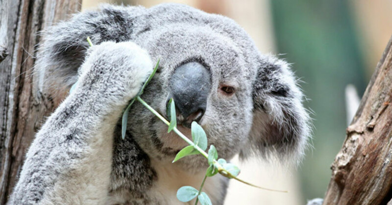 Koala Oobi Oooobi wird WM Orakel beim Fußball, © Jan Woitas