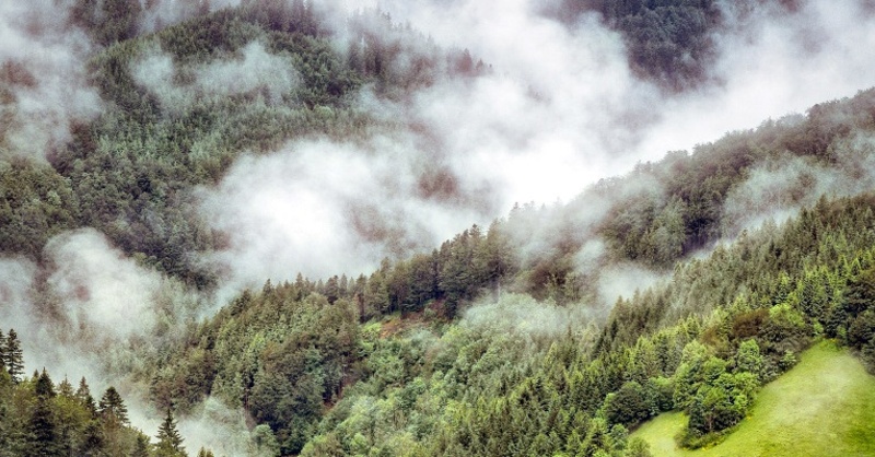 Schwarzwald, Natur, Nebel, © Pixabay