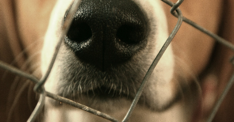 Hund, Gitter, © Pixabay