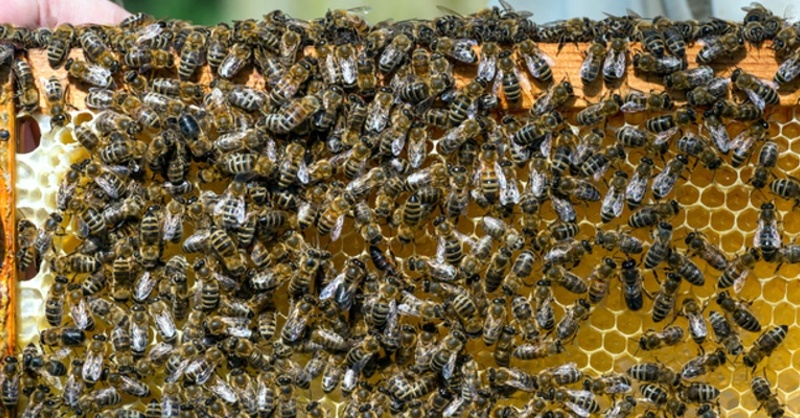 Imker, Bienen, Honig, Waben, © Patrick Pleul - dpa
