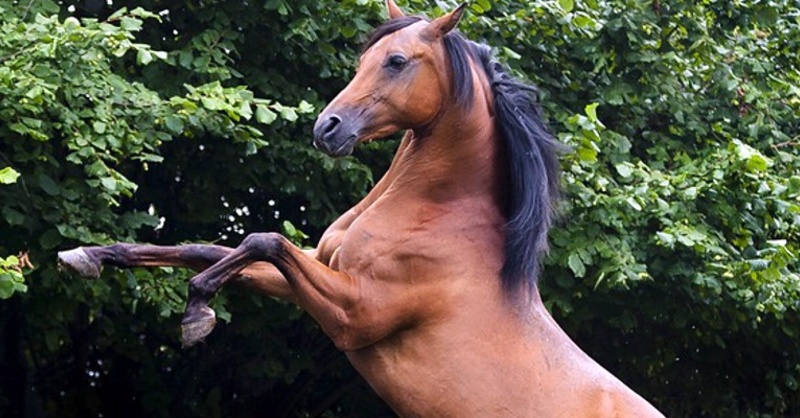 Pferd, Hengst, Hufe, © Pixabay