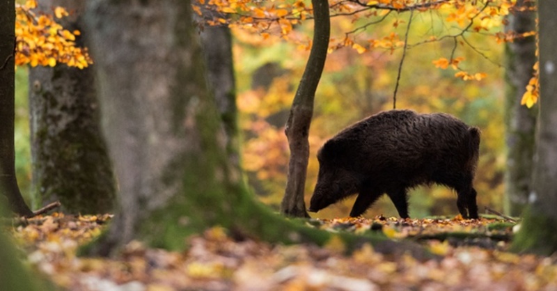 Wildschwein, Sau, Wald, © Lino Mirgeler - dpa