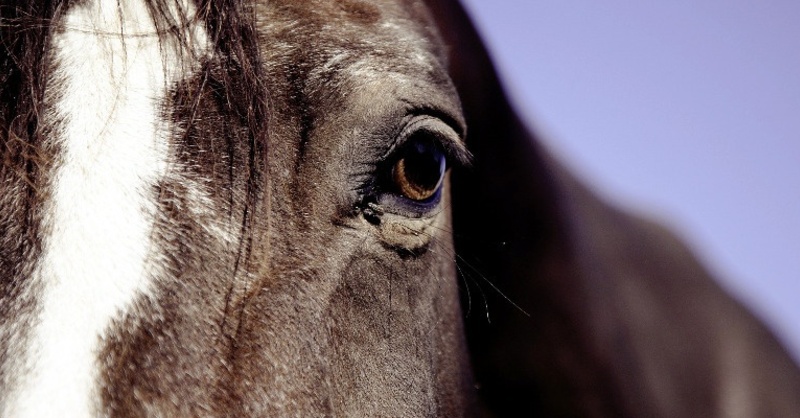 Pferd, Tier, © Pixabay