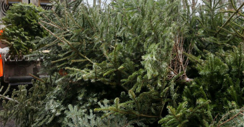 Weihnachtsbaum, Tannenbaum, Müllabfuhr, © dpa