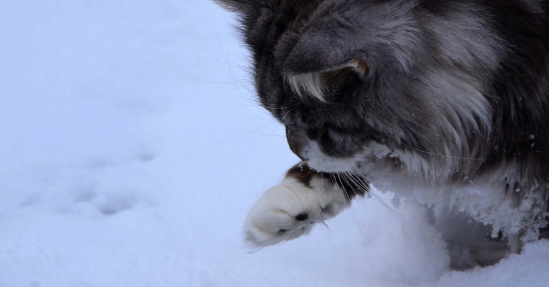 Katze, Schnee, Pfoten, © Pixabay