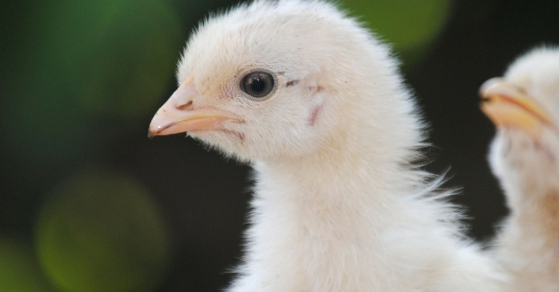 Küken, Huhn, Hühner, © Pixabay