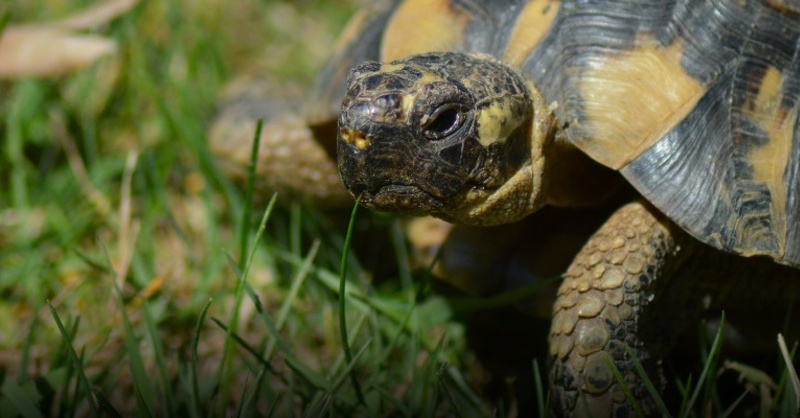 Griechische Landschildkröte, Schildkröte, © Pixabay (Symbolbild)
