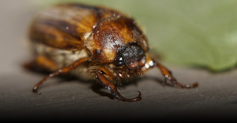 Junikäfer, Insekt, © Pixabay (Symbolbild)