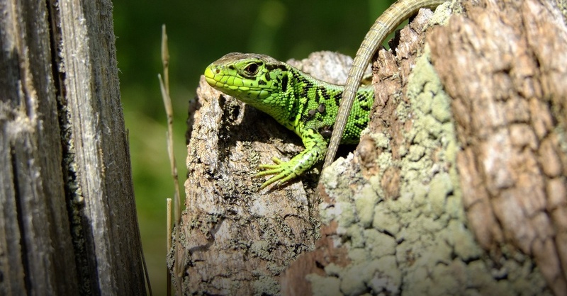 Zauneidechse, Eidechse, Reptilien, © Pixabay (Symbolbild)