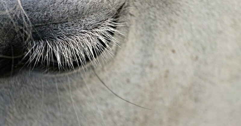 Pferd, Auge, Tier, © Pixabay (Symbolbild)