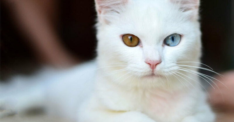 Katze, Fell, © Pixabay (Symbolbild)
