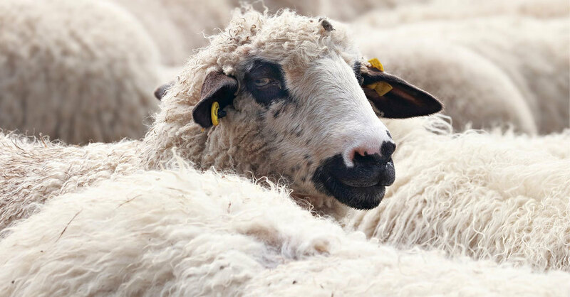 Schaf, Herde, Vieh, © Pixabay (Symbolbild)