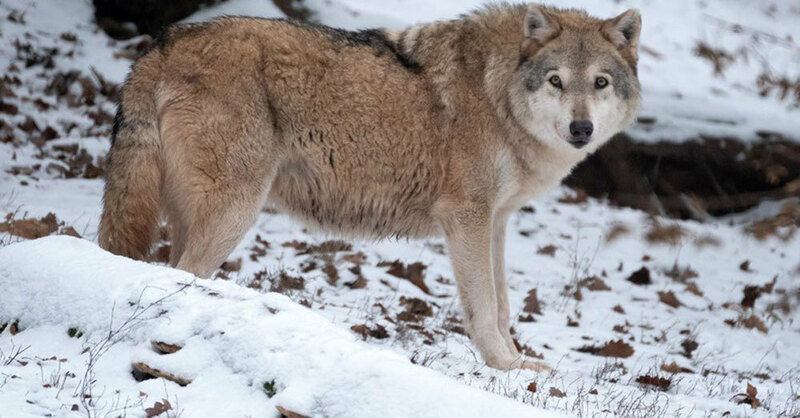 Wolf, Wildtier, Schnee, Winter, © Bernd Weissbrod - dpa (Symbolbild)