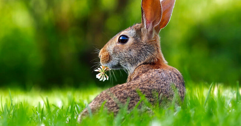 Feldhase, Osterhase, Ostern, Frühling, © Pixabay (Symbolbild)