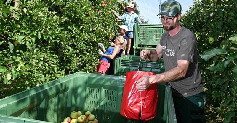 Obstbauern Im Sudwesten Erwarten Uberdurchschnittliche Apfelernte