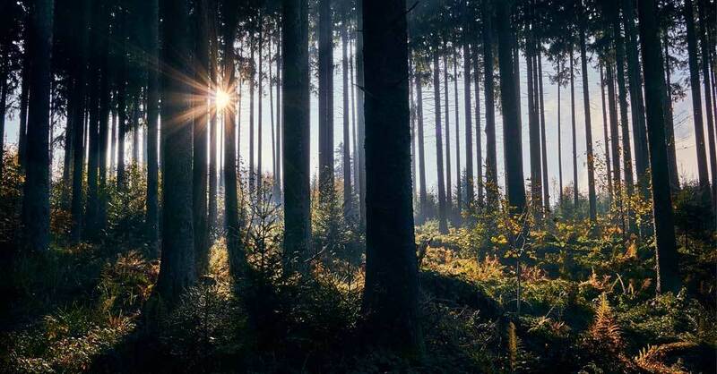Schwarzwald, Forst, Herbst, Sommer, Sonne, © Pixabay (Symbolbild)