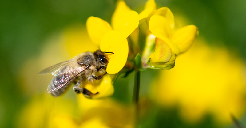 Symbolbild: Biene auf Blüte, © dpa/Fabian Sommer