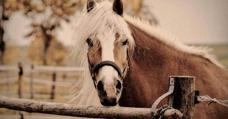 Pferd, Pony, © Pixabay (Symbolbild)