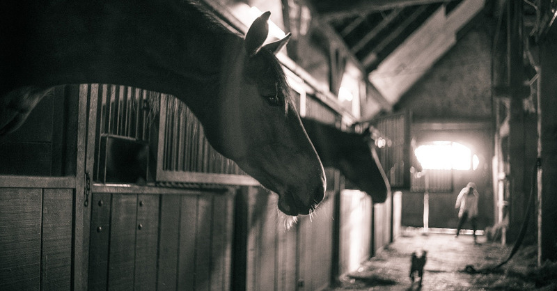 Pferdestall, Pferde, Tiere, Haltung, Ausmisten, © Pixabay (Symbolbild)