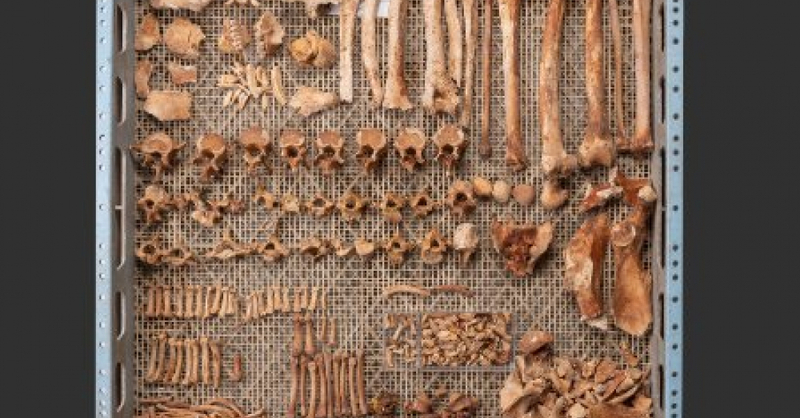 Affenknochen, Affe, Skelett, Knochen, Basel, © © Philippe Saurbeck